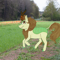 Autumn Blaze